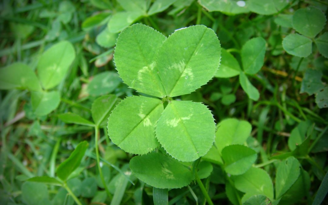 4 leaf clover of luck
